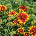 Gaillardia x grandiflora 'Kobold' fleur